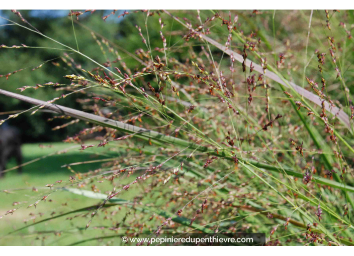 PANICUM virgatum 'Heavy Metal'