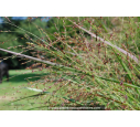 PANICUM virgatum 'Heavy Metal' PANICUM virgatum 'Heavy Metal'