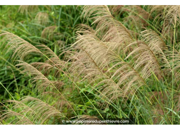 MISCANTHUS floridulus