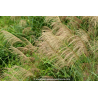 MISCANTHUS floridulus