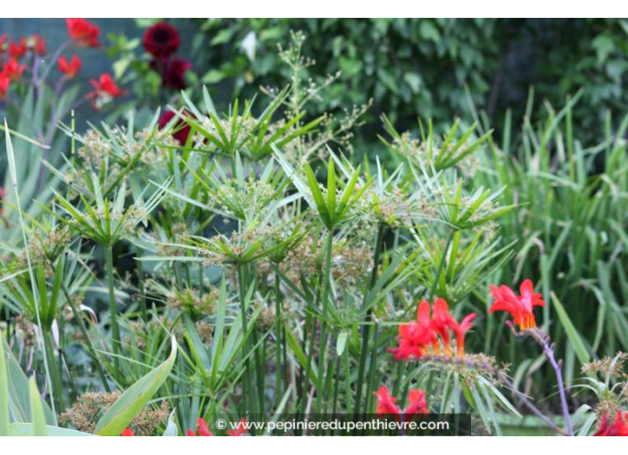 CYPERUS involucratus