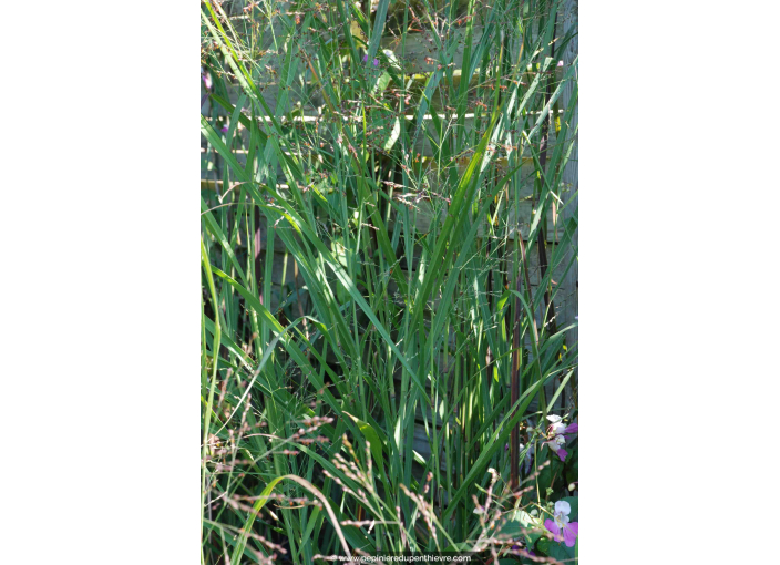 PANICUM virgatum 'Heavy Metal' PANICUM virgatum 'Heavy Metal'