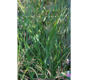 PANICUM virgatum 'Heavy Metal' PANICUM virgatum 'Heavy Metal'