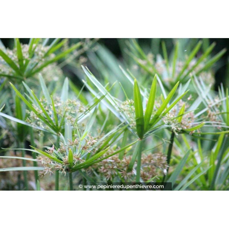 CYPERUS involucratus