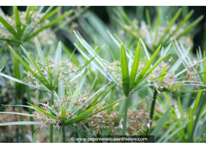 CYPERUS involucratus