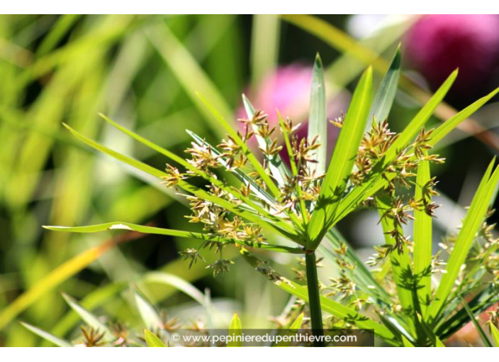 CYPERUS involucratus