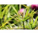 CYPERUS involucratus