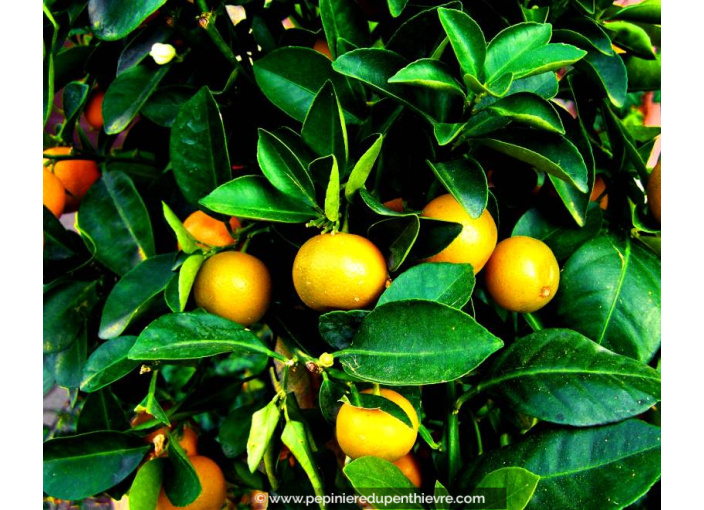 MANDARINIER - CITRUS reticulata