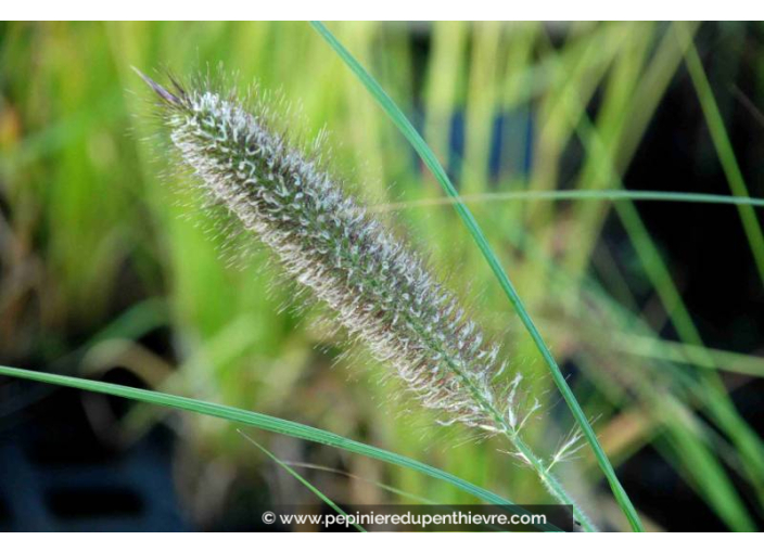 PENNISETUM alopecuroides 'Japonicum'