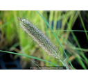 PENNISETUM alopecuroides 'Japonicum'