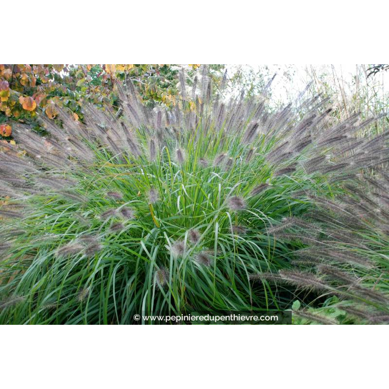PENNISETUM alopecuroides 'Japonicum'
