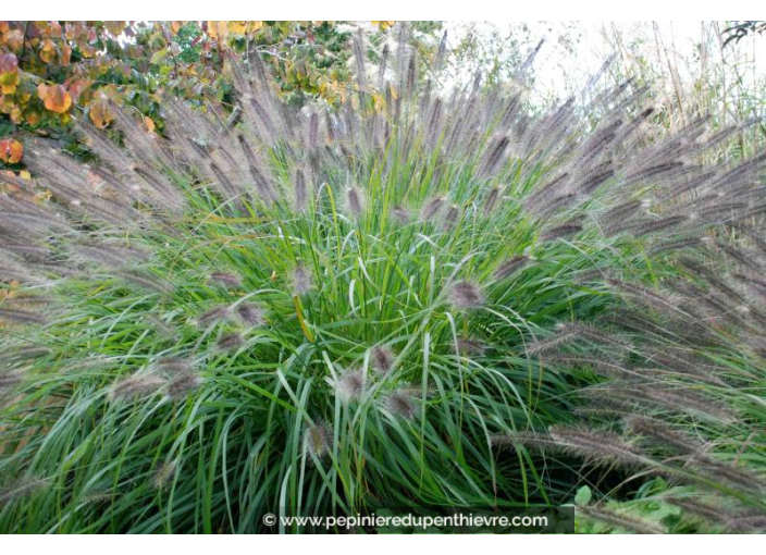 PENNISETUM alopecuroides 'Japonicum'