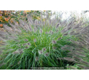 PENNISETUM alopecuroides 'Japonicum'