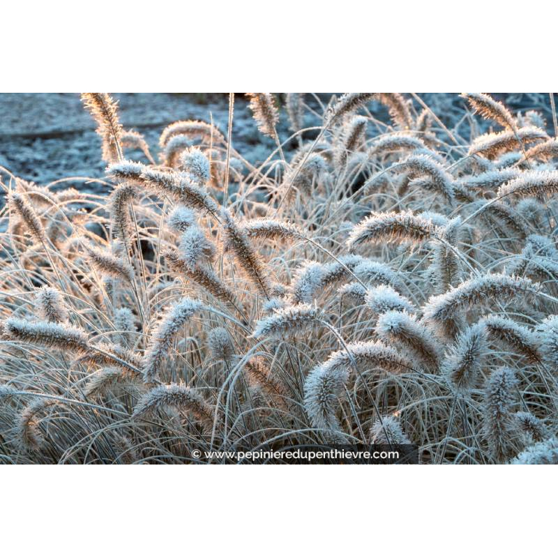 PENNISETUM alopecuroides 'Little Bunny'