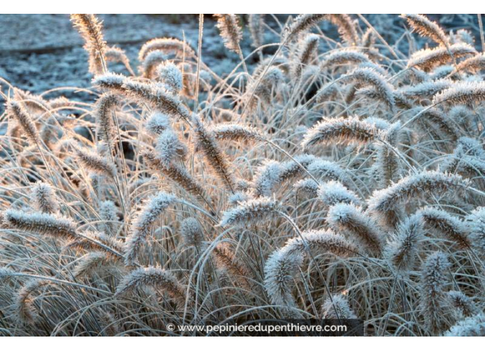 PENNISETUM alopecuroides 'Little Bunny'