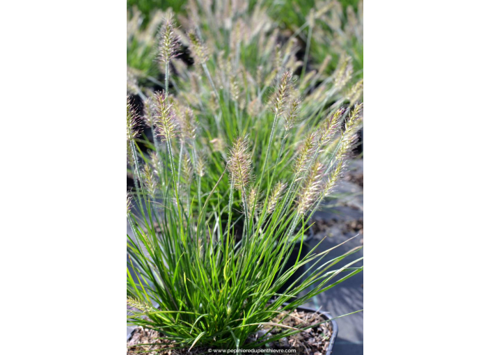 PENNISETUM alopecuroides 'Little Bunny' PENNISETUM alopecuroides 'Little Bunny'