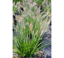 PENNISETUM alopecuroides 'Little Bunny' PENNISETUM alopecuroides 'Little Bunny'