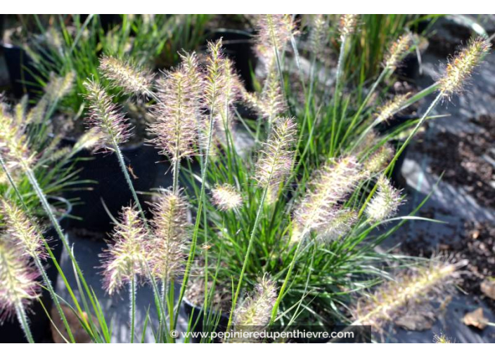 PENNISETUM alopecuroides 'Little Bunny' PENNISETUM alopecuroides 'Little Bunny'