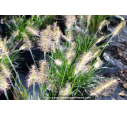 PENNISETUM alopecuroides 'Little Bunny' PENNISETUM alopecuroides 'Little Bunny'