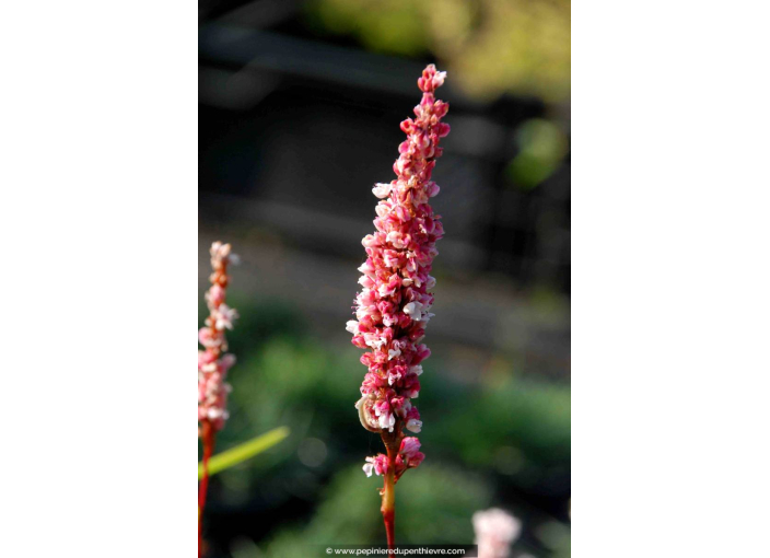 PERSICARIA affinis 'Darjeeling Red' PERSICARIA affinis 'Darjeeling Red'