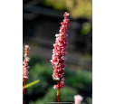 PERSICARIA affinis 'Darjeeling Red' PERSICARIA affinis 'Darjeeling Red'