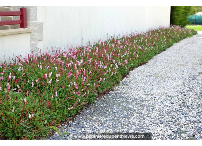 PERSICARIA affinis 'Darjeeling Red' PERSICARIA affinis 'Darjeeling Red'