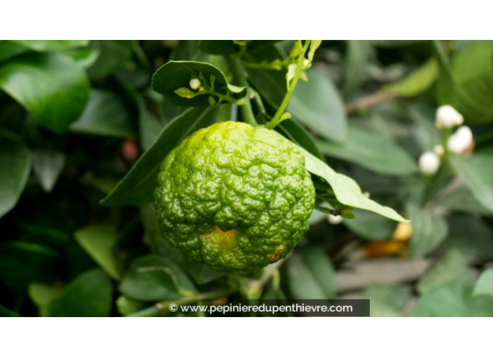 CITRONNIER doux - CITRUS x limetta 'Pursha'