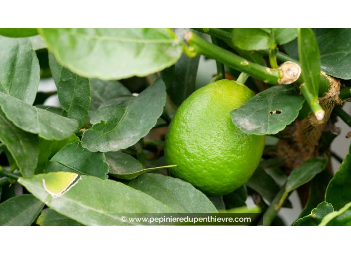 CITRONNIER Vert Lime - CITRUS x aurantiifolia