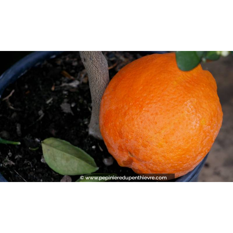 Oranger - CITRUS sinensis