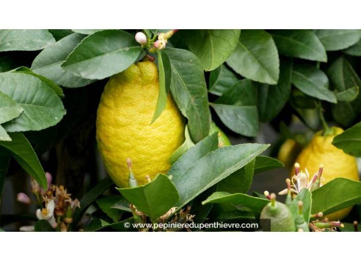 CITRONNIER des 4 saisons