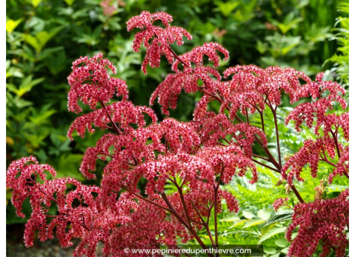 RODGERSIA pinnata 'Elegans' RODGERSIA pinnata 'Elegans'