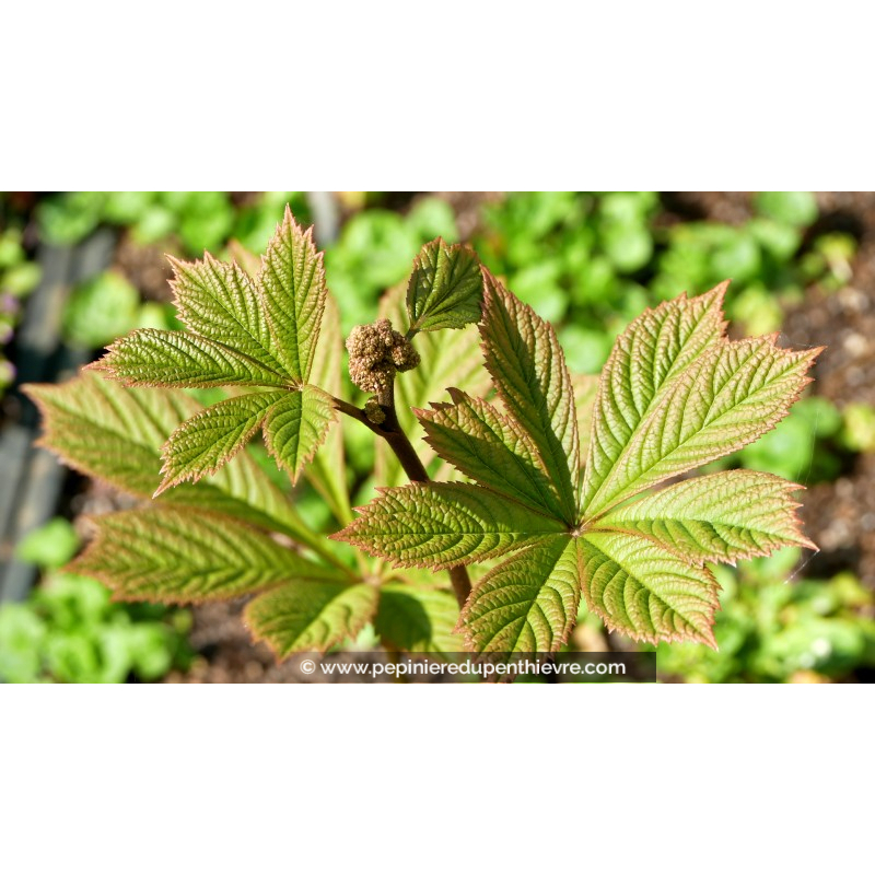 RODGERSIA pinnata 'Elegans'