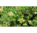 GREVILLEA prostata 'Aurea'