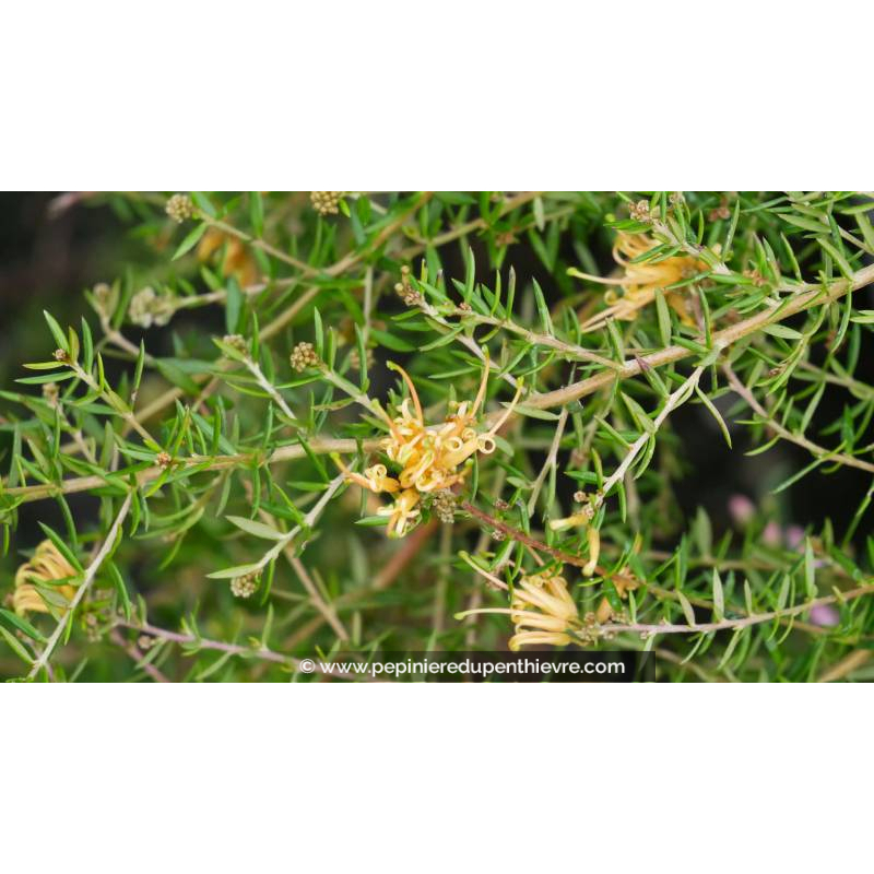 GREVILLEA prostata 'Aurea'
