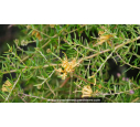 GREVILLEA prostata 'Aurea'