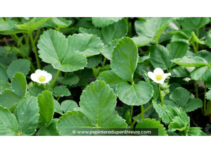 FRAISIER 'Gento' FRAISIER 'Gento'