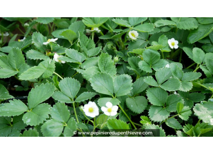 FRAISIER 'Ostara' FRAISIER 'Ostara'