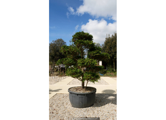 CHAMAECYPARIS obtusa 'Nana Gracilis' Bonsaï