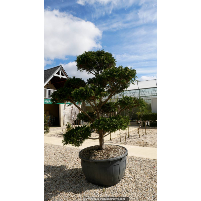 CHAMAECYPARIS obtusa 'Nana Gracilis' Bonsaï