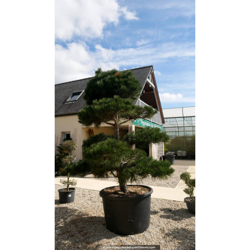 PINUS nigra 'Austriaca' Pompons