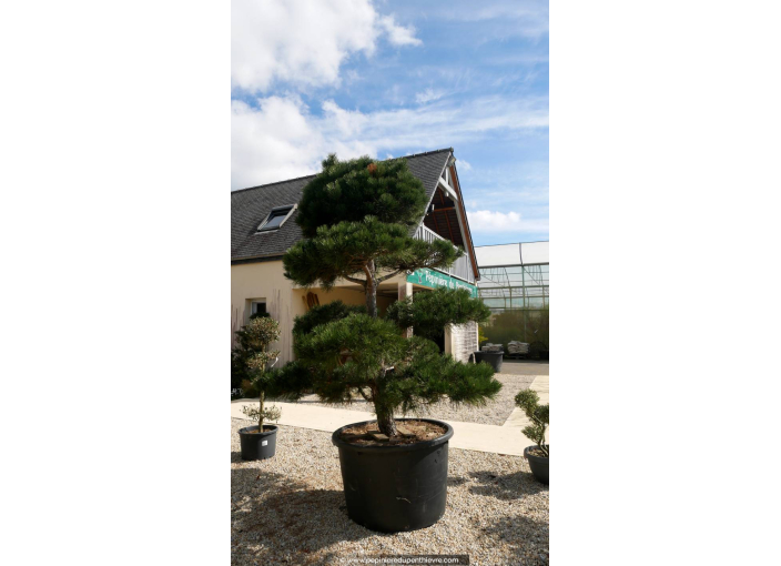 PINUS nigra 'Austriaca' Pompons