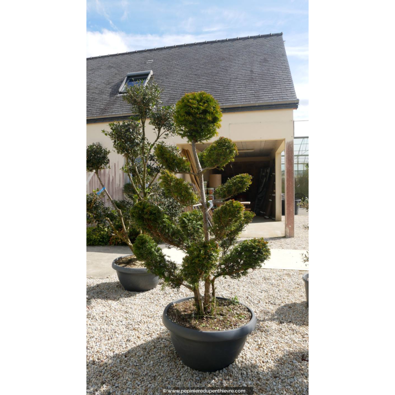 TAXUS baccata 'Bonsaï' 175/200
