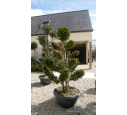 TAXUS baccata 'Bonsaï' 175/200