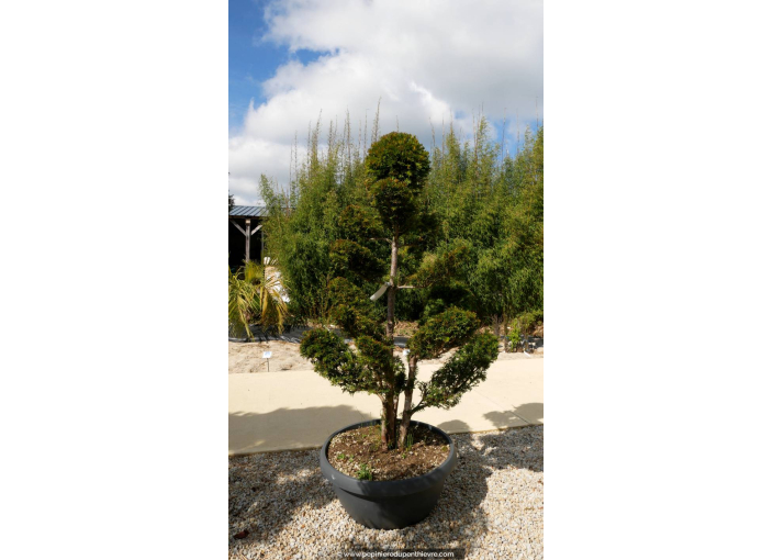 TAXUS baccata 'Bonsaï' 175/200