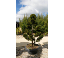 TAXUS baccata 'Bonsaï' 175/200