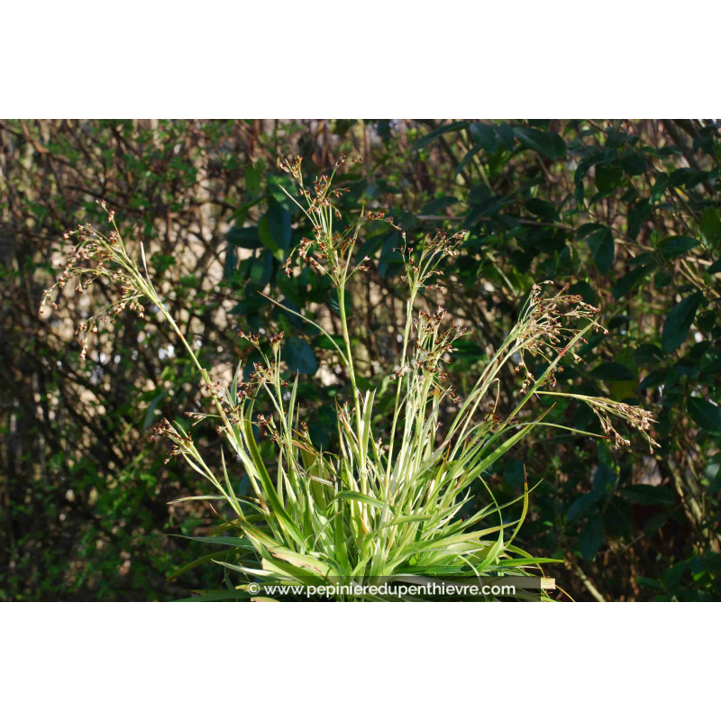 LUZULA sylvatica 'Marginata'
