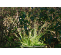 LUZULA sylvatica 'Marginata' LUZULA sylvatica 'Marginata'
