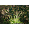 LUZULA sylvatica \'Marginata\'