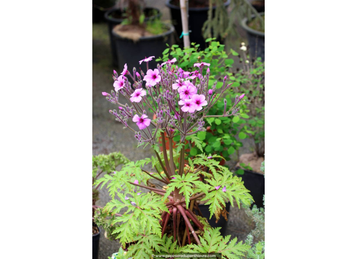 GERANIUM maderense