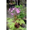 GERANIUM maderense